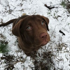 Meet your Posher, Coleman